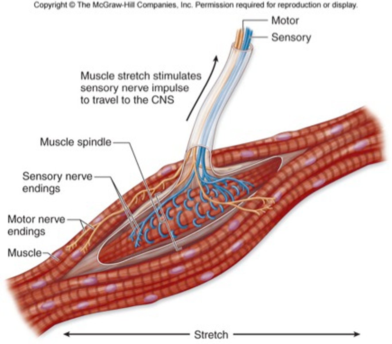 <p>Proprioceptors that detect the rate and degree of muscle stretch</p>