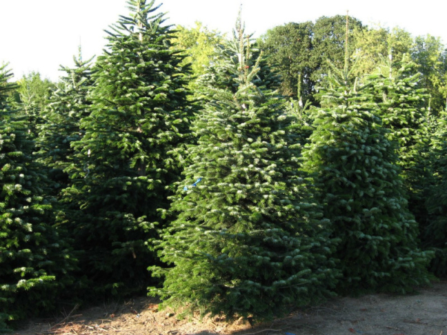 Abies nordmanniana h:20 b:8