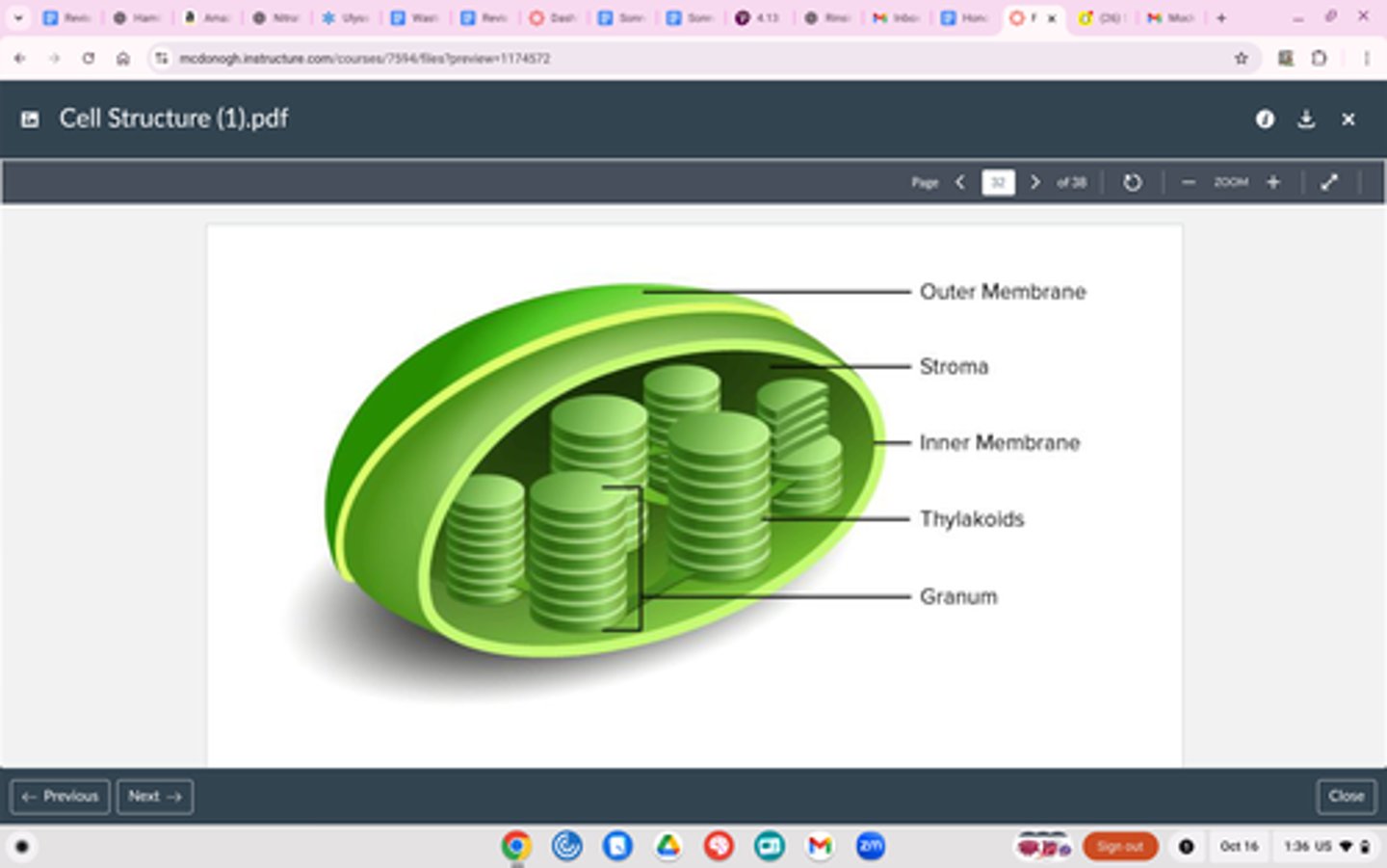 <p>PLANT CELLS ONLY</p><p>Structure</p><p>Three parts: Thylakoid, grana (stacks of Thylakoids) and stroma (fluid)</p><p>Double membrane (two phospholipid bilayers on top of each other)</p><p>Function</p><p>Where photosynthesis happens</p><p>Converts energy from the sun into sugar (glucose)</p><p>Intake light energy => converts into sugar</p><p>Autotrophs</p>