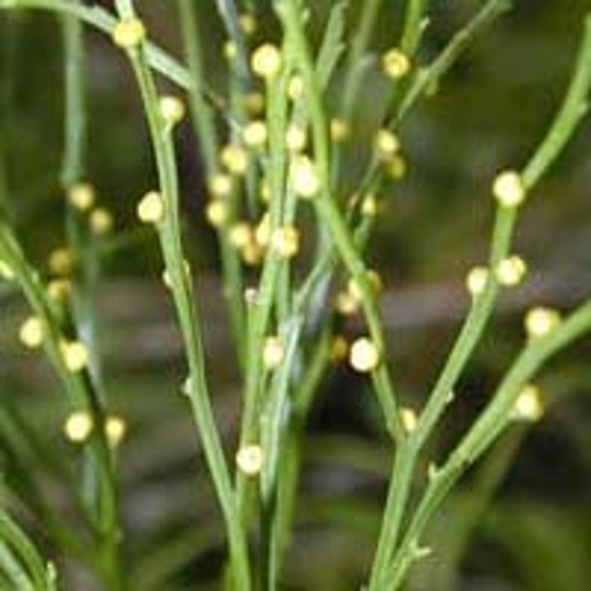 <p>have enations that look like small bulbs that look like trying to be leaves; most primitive vascular plant</p>