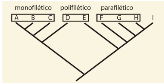 <ul><li><p><strong>Monofilético: </strong>taxón que incluye a todos los descendientes de un antecesor común (aves).</p></li></ul><ul><li><p><strong>Parafilético: </strong>taxón que incluye a parte, pero no a todos, los descendientes (reptiles, a partir de un nodo se desarrollan distintos niveles como las aves).</p></li></ul><ul><li><p><strong>Polifilético:</strong> taxón que incluye a grupos que no comparten un antecesor común entre ellos antes que con otros grupos.</p></li></ul><p></p>