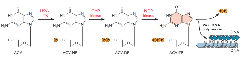 <ul><li><p>Acyclovir is a prodrug and nucleoside analogue that must be phosphorylated to be active</p></li><li><p>Viral thymidine kinase (HSV-1 TK) adds the first phosphate, which host kinases cannot do</p></li><li><p>Cellular GMP kinase adds the second phosphate forming acyclovir diphosphate</p></li><li><p>Cellular NDP kinase adds the third phosphate forming acyclovir triphosphate</p></li><li><p>Acyclovir triphosphate is incorporated by viral DNA polymerase into viral DNA</p></li><li><p>Lacking a 3’-hydroxyl group, it causes chain termination and halts viral replication</p></li></ul><p></p>