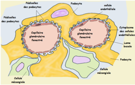 <ul><li><p class=""><strong>Cellules endothéliales</strong>&nbsp;des capillaires.</p></li><li><p class=""><strong>Cellules mésangiales</strong>&nbsp;formant la tige mésangiale.</p></li><li><p class=""><strong>Podocytes</strong>.</p></li></ul><p></p>