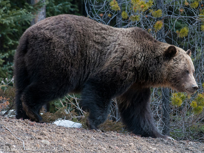 <p>Family Ursidae</p><p>Grizzly bear</p>