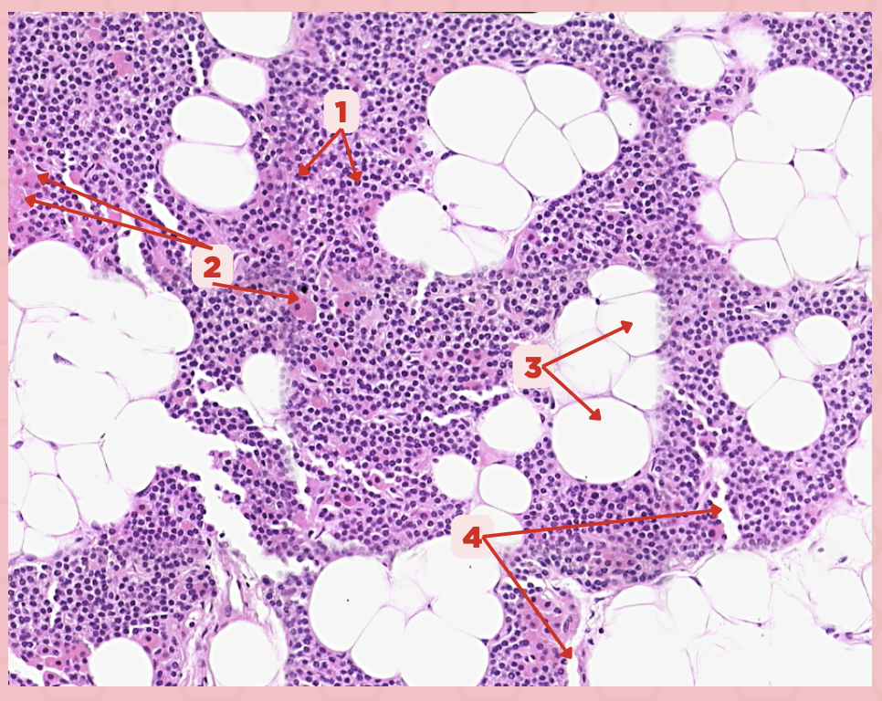 <p>Identify the specimen labeled as 1.</p>