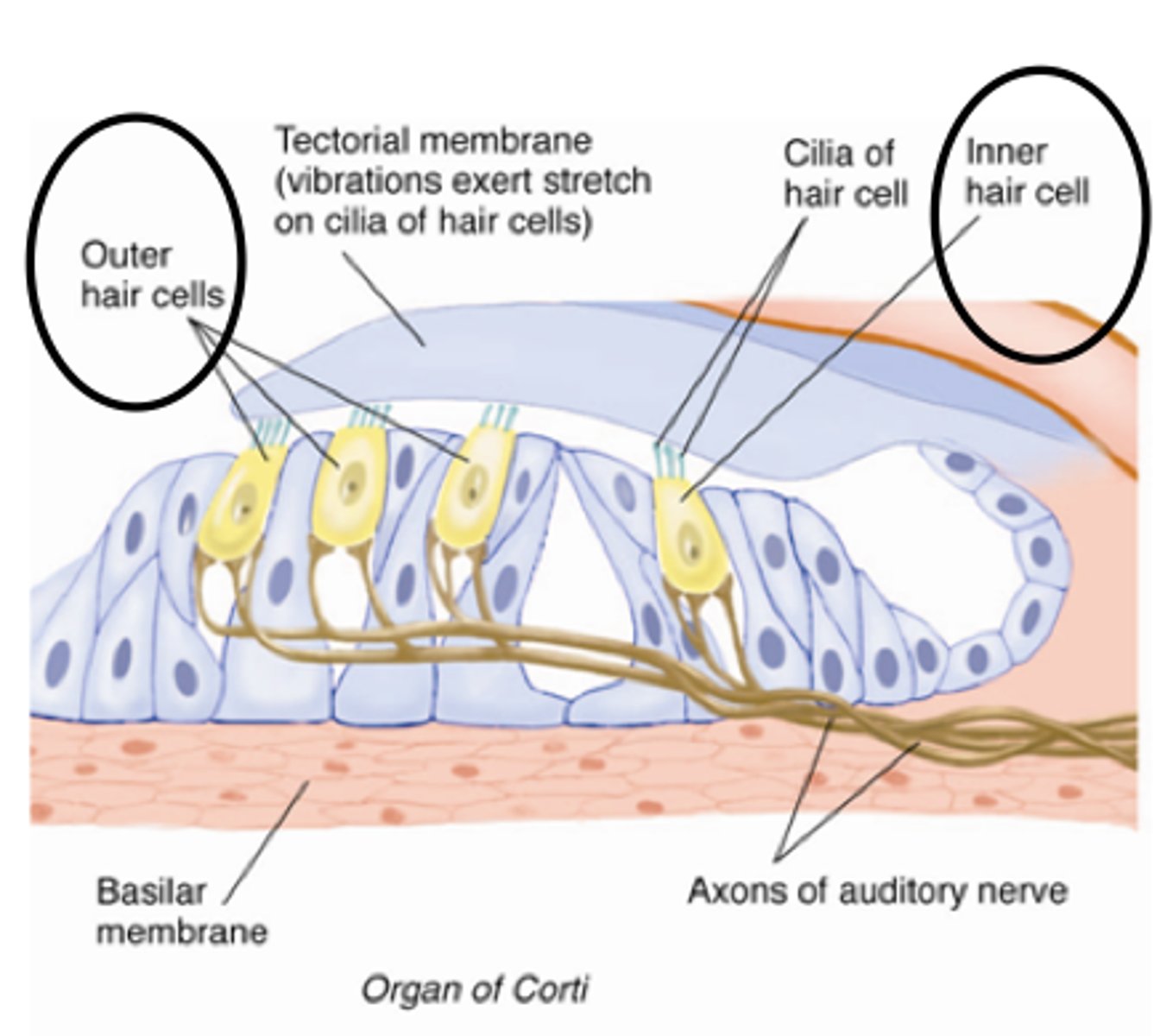 <p>elongated and have an array of cilia on top, single row, cilia in proximity to (but not direct contact with) the tectorial membrane, innervated by mostly afferent (sensory fibers of the nervous system), about 3,500</p>