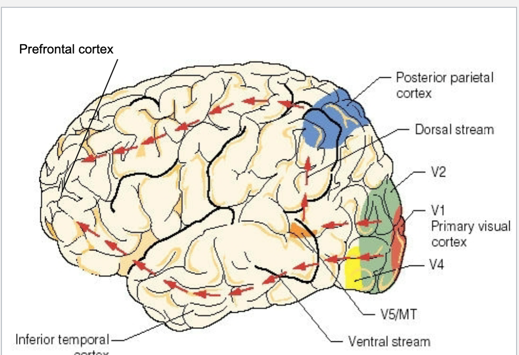 <p><strong>V1, V2 → median temporal gyrus (V5)→ dorsal stream</strong> (where system- for figuring out where objects are in space in relation to others) → <strong>posterior parietal cortex</strong>→ prefrontal </p><p><strong>Brightness, contrast, orientation, movement, depth and location of objects </strong></p><p></p>