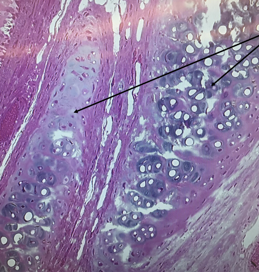 <ol><li><p><strong>Name the tissue type</strong></p></li><li><p><strong>Know where it is found in the body</strong></p></li><li><p><strong>Know its structure</strong></p></li></ol><p></p>