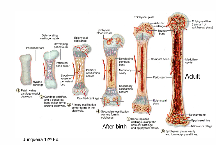 <p>-hyaline cartilage model</p><p>-bone collar forms</p><p>-vessels enter (VEGF)</p><p>-primary center of ossification</p><p>-secondary center of ossification after birth</p><p>-growth plate grows cartilage toward ends of bone</p>