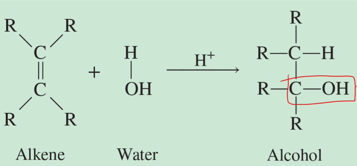 <p>has C OH bond </p>