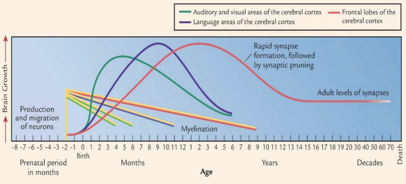 <p>the fatty substance that coats the neurons, and is responsible for the increased efficiency in communication for neurons across the brain</p>