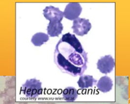 <p>Hepatozoon spp.: H. canis and H. americanum&nbsp;</p>