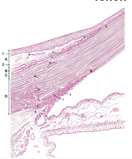 <p>tenon capsule </p>
