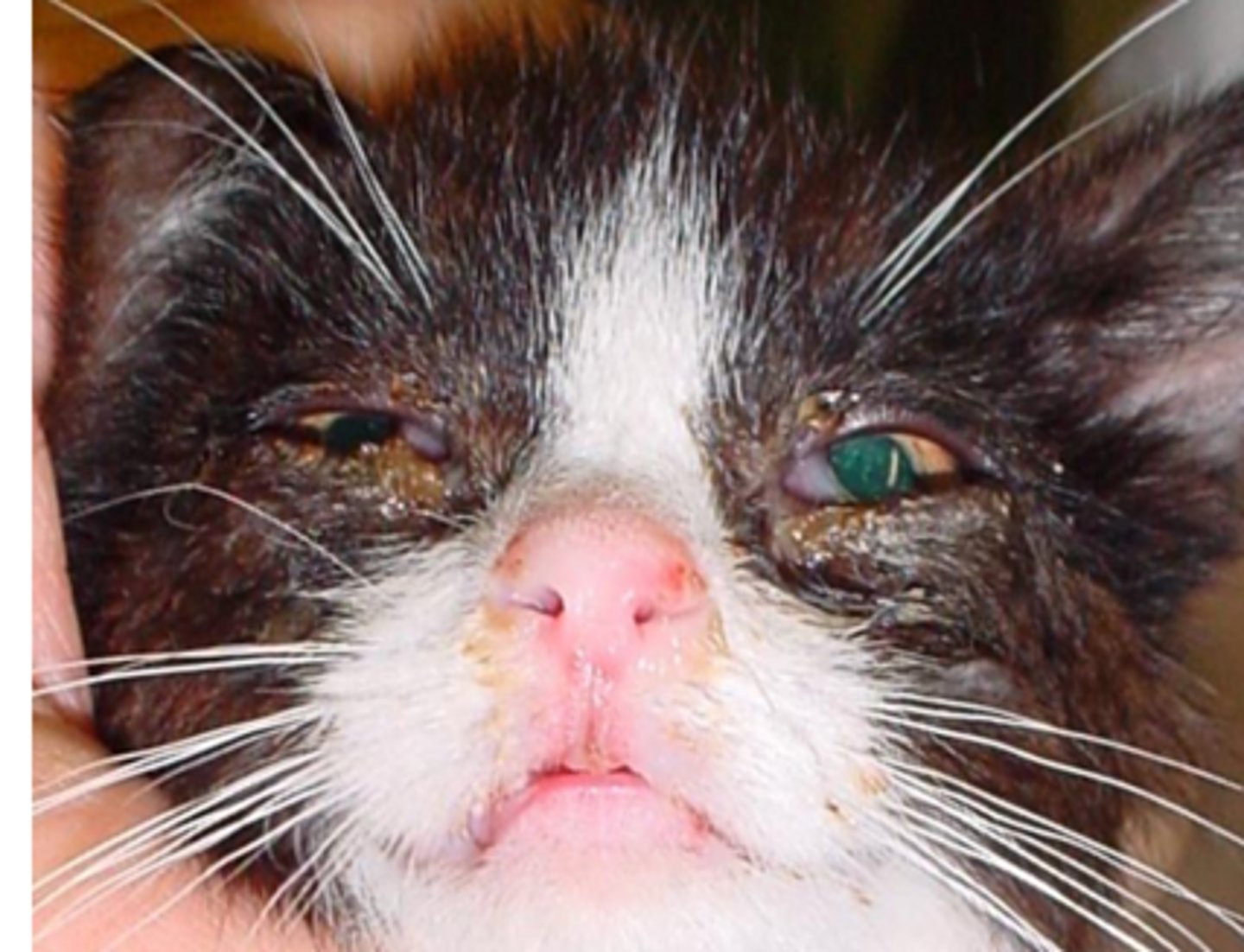 <p>Transmission: Direct/Inhalation</p><p>Virus shed in ocular, nasal, and oral secretions</p><p>Over 80% of cats that recover from FHV1 become carriers and intermittently shed virus in oronasal and conjunctival secretions for life</p>