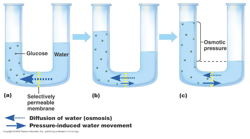 <p>The tendency of water to diffuse across a selectively permeable membrane towards the side of greater solute concentration when the membrane is impermeable to the solute</p>
