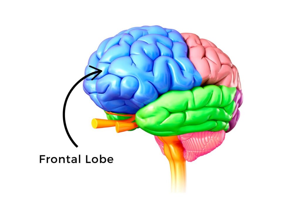 <p>involved in speaking, muscle movement, planning, judgment (frontal lobe doesn’t develop until 25)</p>