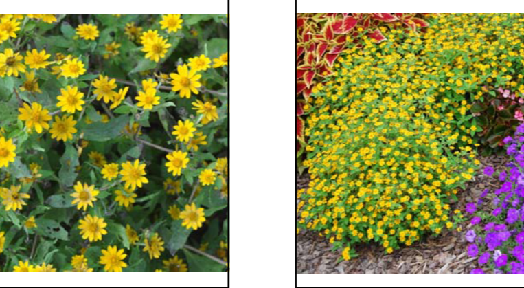 <p>Melampodium paludosum </p>