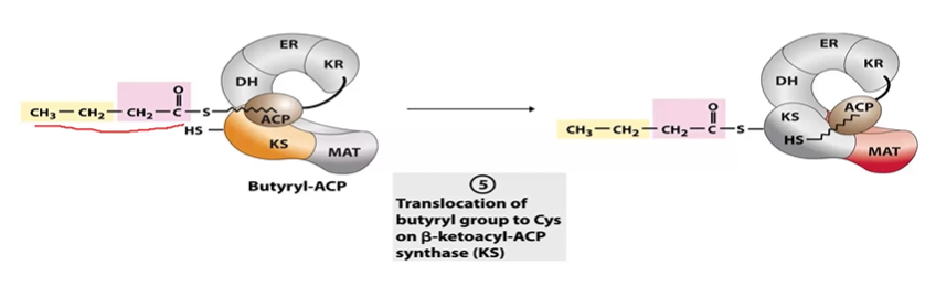 <p>ACP 4C &gt; KS 4C so ACP can restart</p>