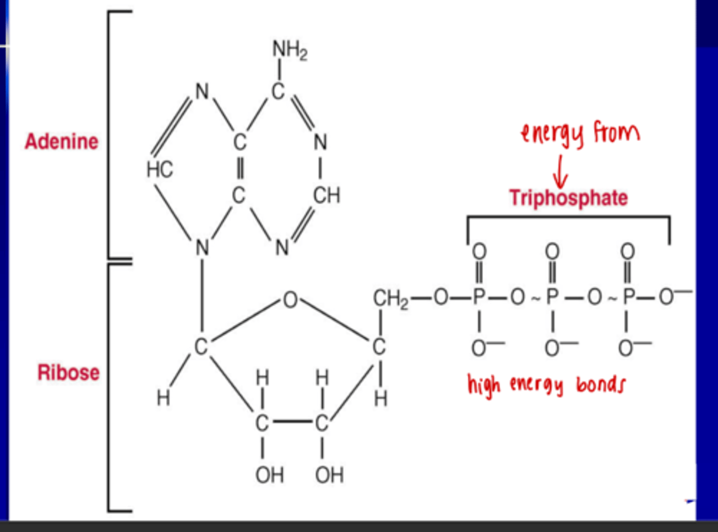 <p>Triphosphate</p>