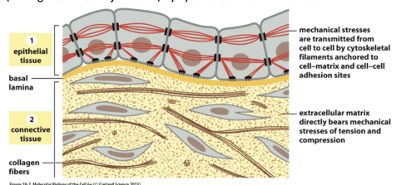 <p>sheets of cells tightly boundtogether by cell-cell junctions (viacytoskeleton) --&gt; creates ECM</p>