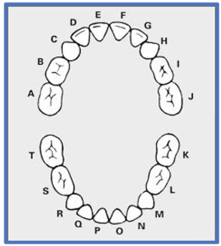 <p>lettered (A-T)</p>