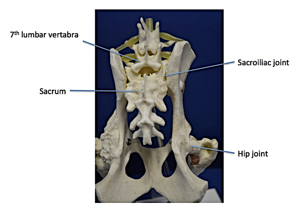 <p>Sacrum</p>