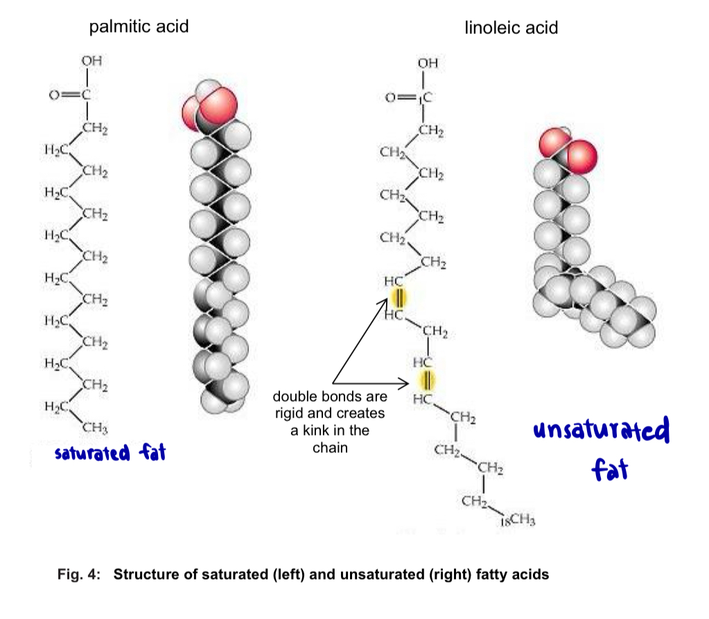 <ol><li><p><strong>Length of hydrocarbon chain </strong></p></li></ol><p></p><ol start="2"><li><p><strong>Number and locations of double bonds (C=C) along their carbon skeletons </strong></p></li></ol><ul><li><p>a <u>saturated</u> fatty acid has <u>no double bonds </u>(every carbon atom is maximally bonded to hydrogen atoms) </p></li><li><p><u>unsaturated</u> fatty acid has 1 or more double C=C bonds - FA will have a <strong>kink</strong> in its tail wherever a double bond occurs </p></li></ul><p></p><p></p>