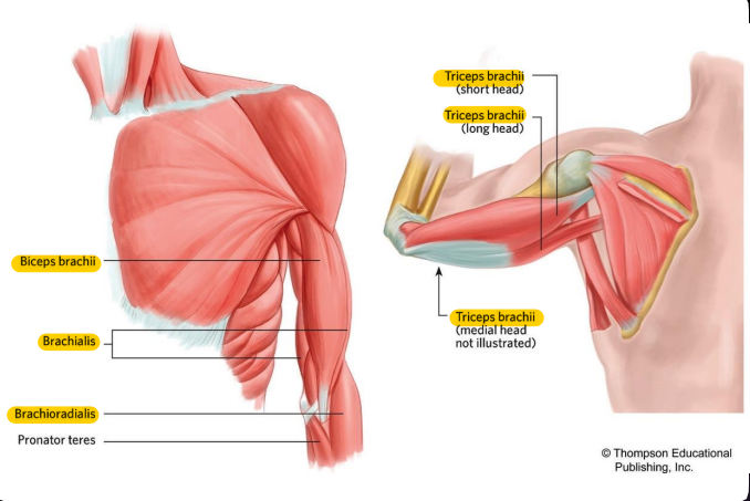 Origin: Lateral head--> Posterior humerus, Long head--Infraglenoid tubercle, Medial head

Insertion: Olecranon

Function: Extends elbow, and extends the arm at the shoulder (long head).