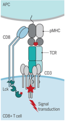 mediates ITAM phosphorylation and downstream transcription regulation
- Src family kinase
- attached to CD4 and CD8 cytoplasmic tails