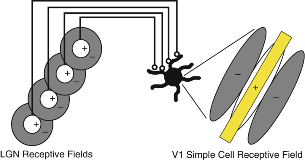 <ul><li><p>model:&nbsp;orientation selectivity in the visual cortex results from the integration of previous steps</p></li><li><p>thalamic neurons with aligned concentric perceptive fields project to a neuron in the primary visual cortex</p></li><li><p>the ________ ________ _____ comes from the receptive field alignment of the inputs</p></li></ul><p></p>