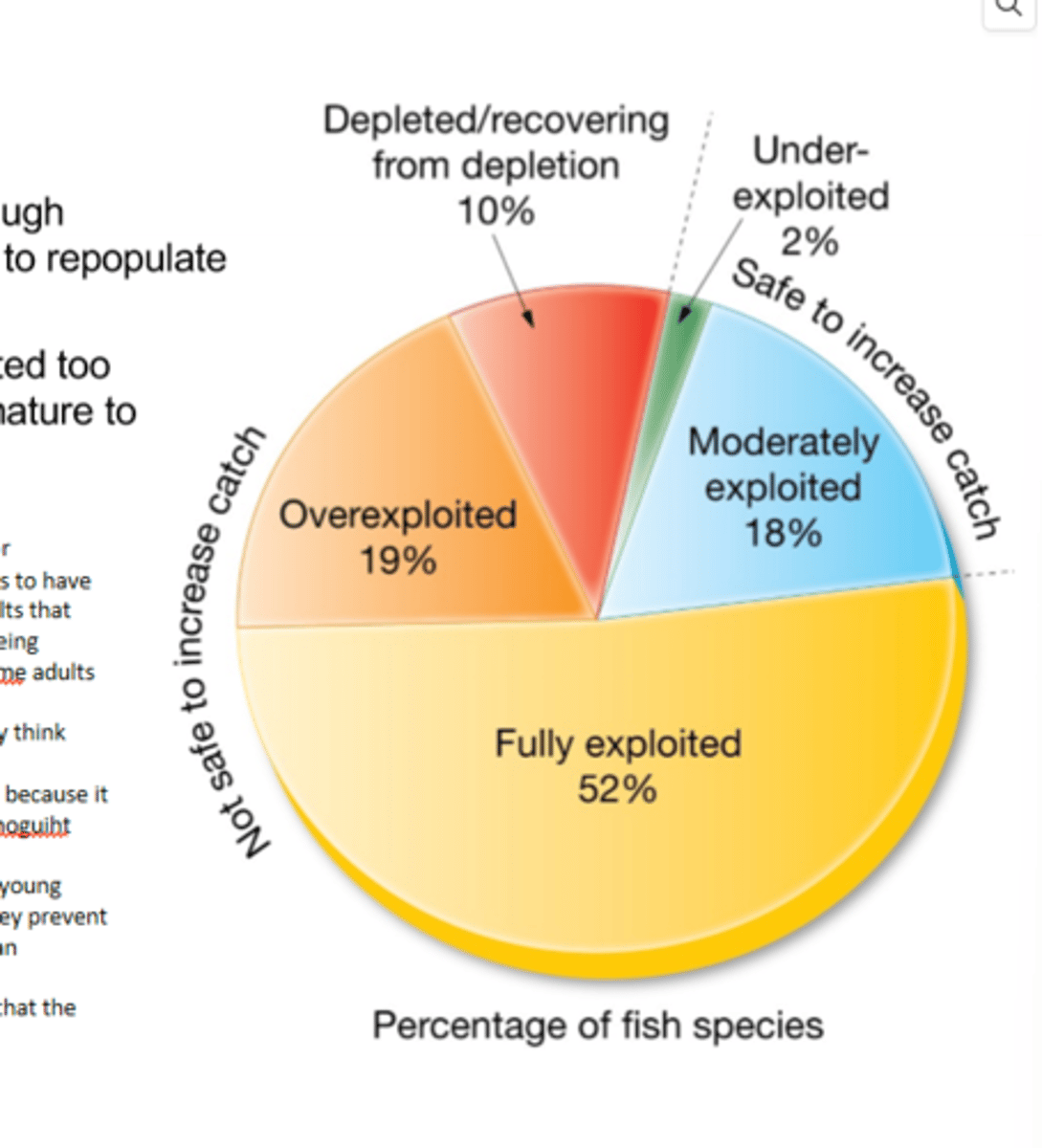 <p>- Sustainble fisheries leave enough individuals from the standing stock (the total biomass of organisms living in a particular area at a given time) to repopulate the ecosystem after harvest</p><p>- If you fish up too many individuals then there will not be enough left to repopulate and replace the individuals who were removed</p><p>- Overfishing: fish stock is harvested too rapidly and juveniles are not sexually mature enough to reproduce</p><p>- One way to prevent overfishing is to restrict or ban the fishing of large adults that are capable of reproducing</p><p>- Some species such as Atlatnic Cod and Atlantic Halibut are overfished</p><p>- Underexploited (safe to increases catch): 2%</p><p>- Moderatley exploited (safe to increase catch): 18%</p><p>- Fully exploited (not safe to increase catch): 52%</p><p>- Overexploited (not safe to increase catch): 19%</p><p>- Depleted/recovering from depletion (not safe to increase catch): 10%</p>
