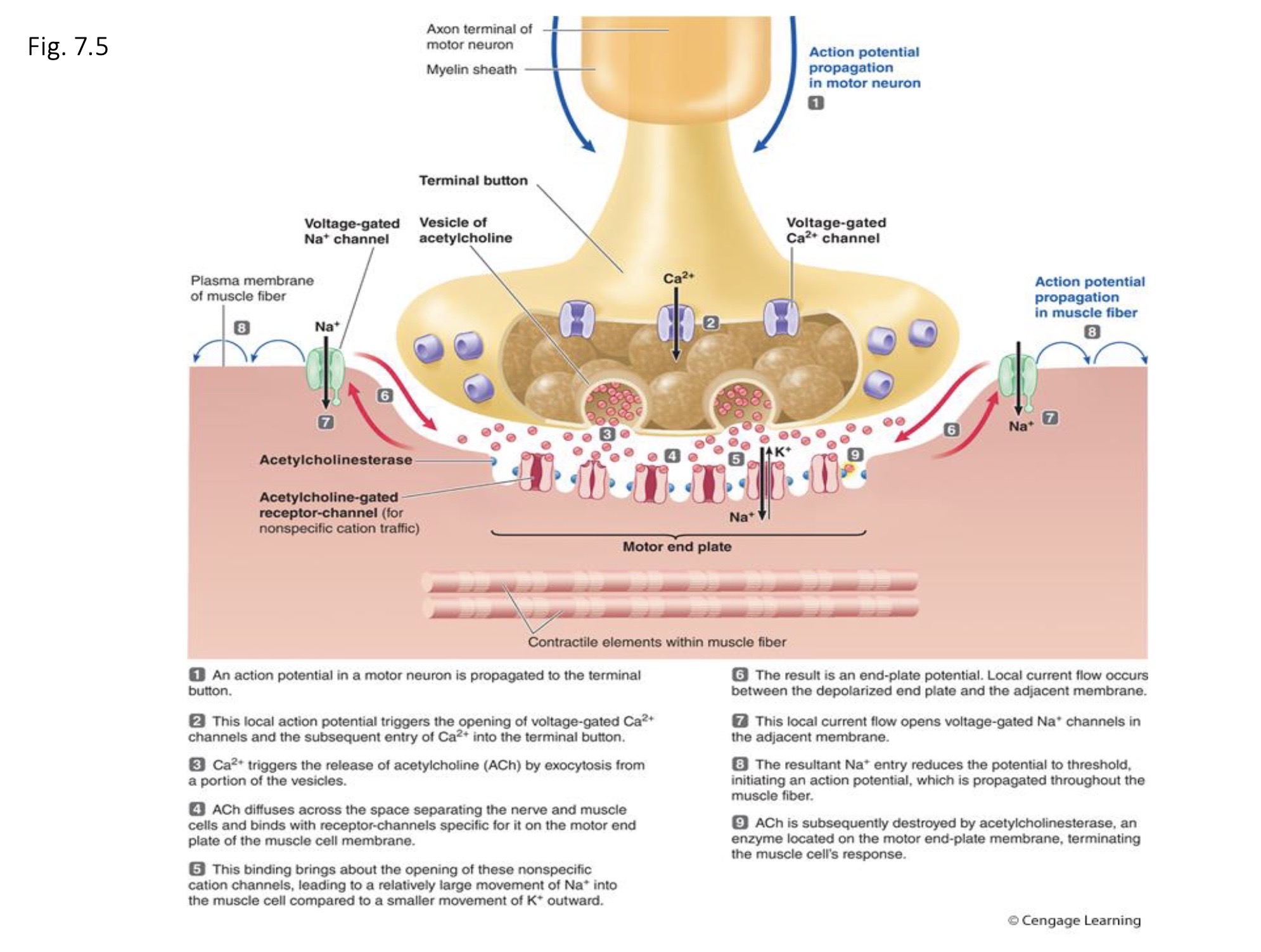 <p><strong>Neuromuscular Junction !!</strong></p><p>( communication point between motor neuron and skeletal muscle cell ) </p>