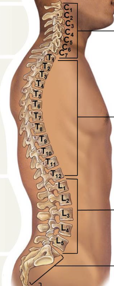 <p>what curve is labeled “T”</p>