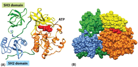 * a substructure produced by any contiguous part of a polypeptide that can fold independently into a stable, compact structure
* typically consist of 50-350 amino acids
* each domain conders a specific function to the protein
* even a tertiary structure can have domains