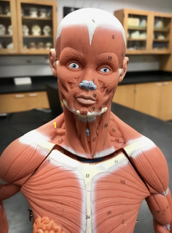 <p>What is this muscle ? </p>