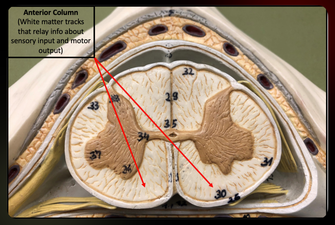 <p>Anterior Column</p>
