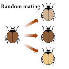 <p>Non-Random Mating</p>