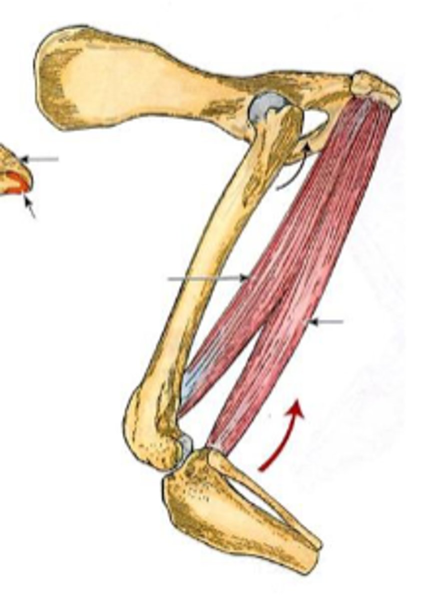 <p>Insertion of semimembranosus:</p>