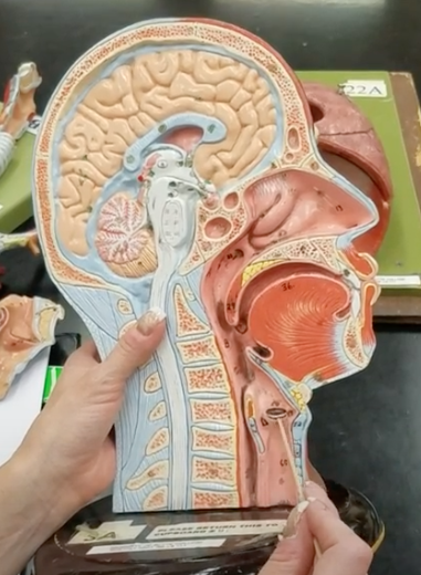 <p>Name of larger ridges on bottom of larynx wall</p>