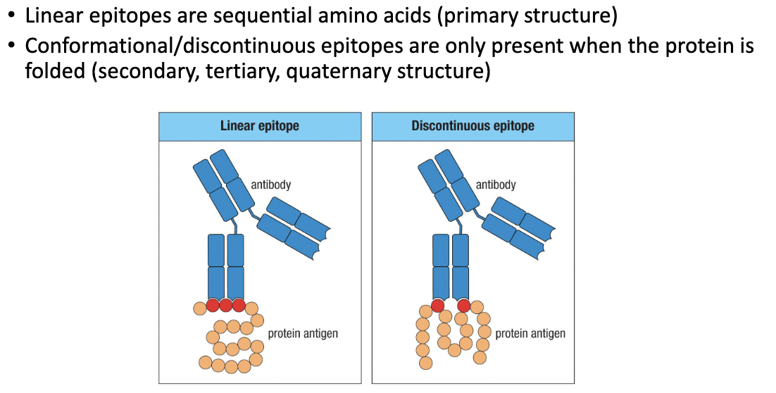 <ul><li><p><strong>Linear epitope:</strong> Sequence of amino acids (primary structure).</p><ul><li><p>Antibody still binds even if the protein is <strong>denatured</strong>.</p></li></ul></li><li><p><strong>Conformational (discontinuous) epitope:</strong> Formed only when the protein is <strong>folded</strong> (secondary/tertiary/quaternary structure).</p></li></ul><p></p>
