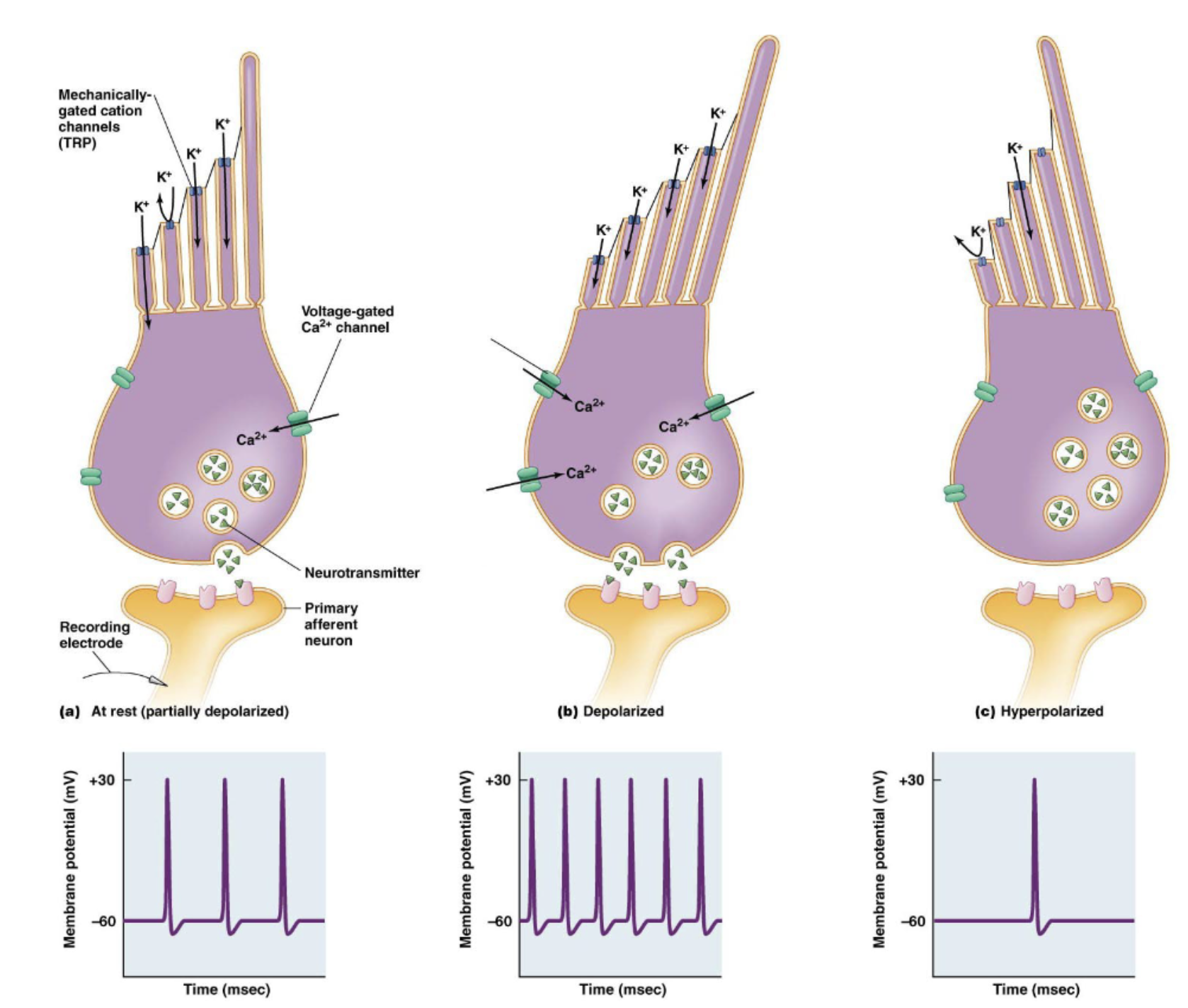 <p>deflections; K+ conductance; transmitter release</p><p>movement to left - cilia move right: depolarization —&gt; higher frequency of APs</p><p>movement to right - cilia move left: hyperpolarization —&gt; lower frequency of APs</p>