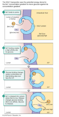 <p>uses PE of a conc. gradient of 1 substance to move another; enhances movement of materials</p>
