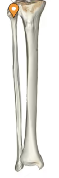 <p>fibula: </p>