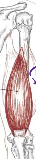 <p>where is triceps medial head located </p>
