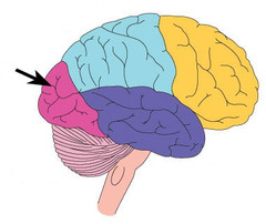 <p>Where is the visual area located in the brain?</p>