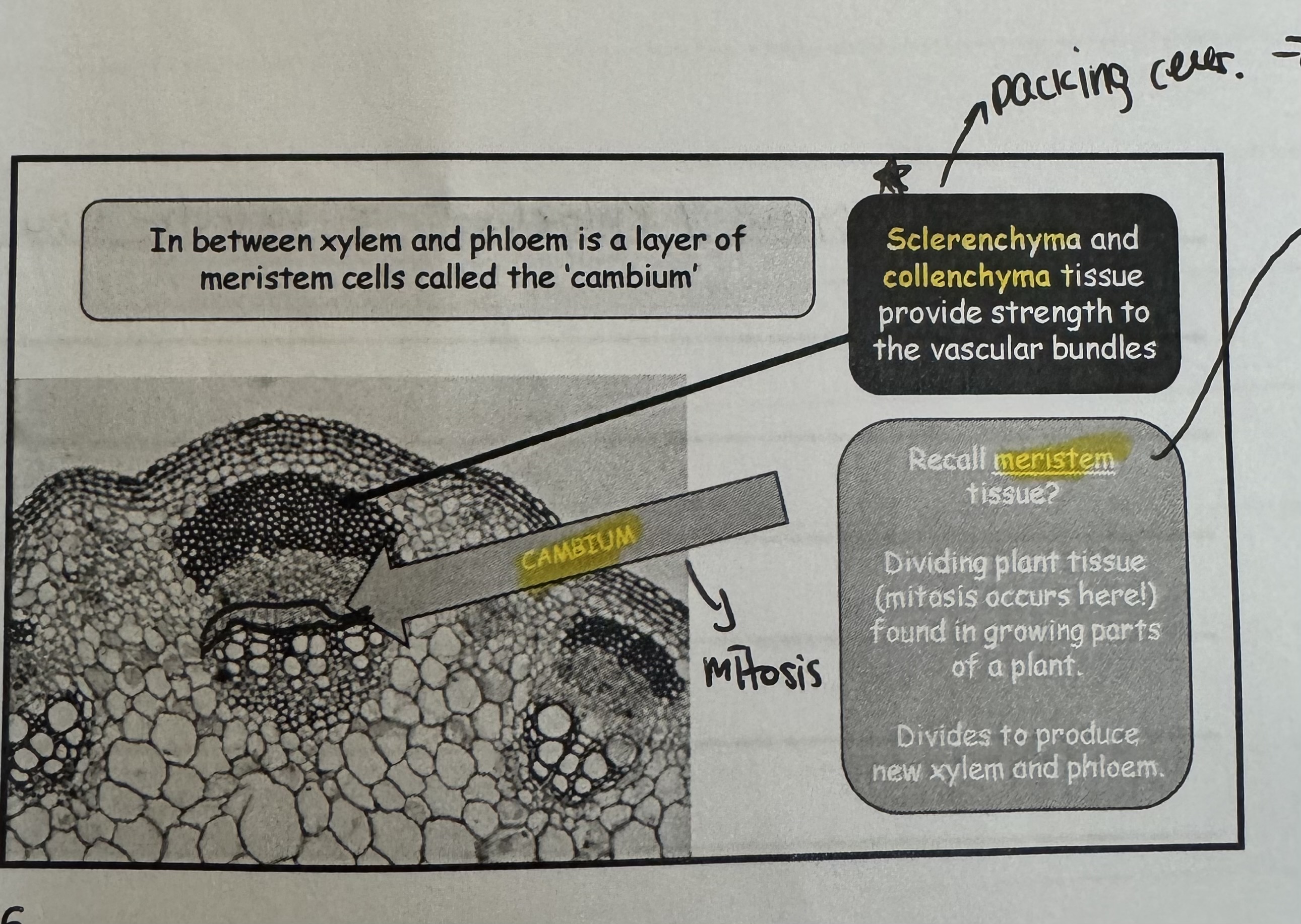 <p>In between xylem and phloem is a layer of meristem cells called the “ cambium “</p>