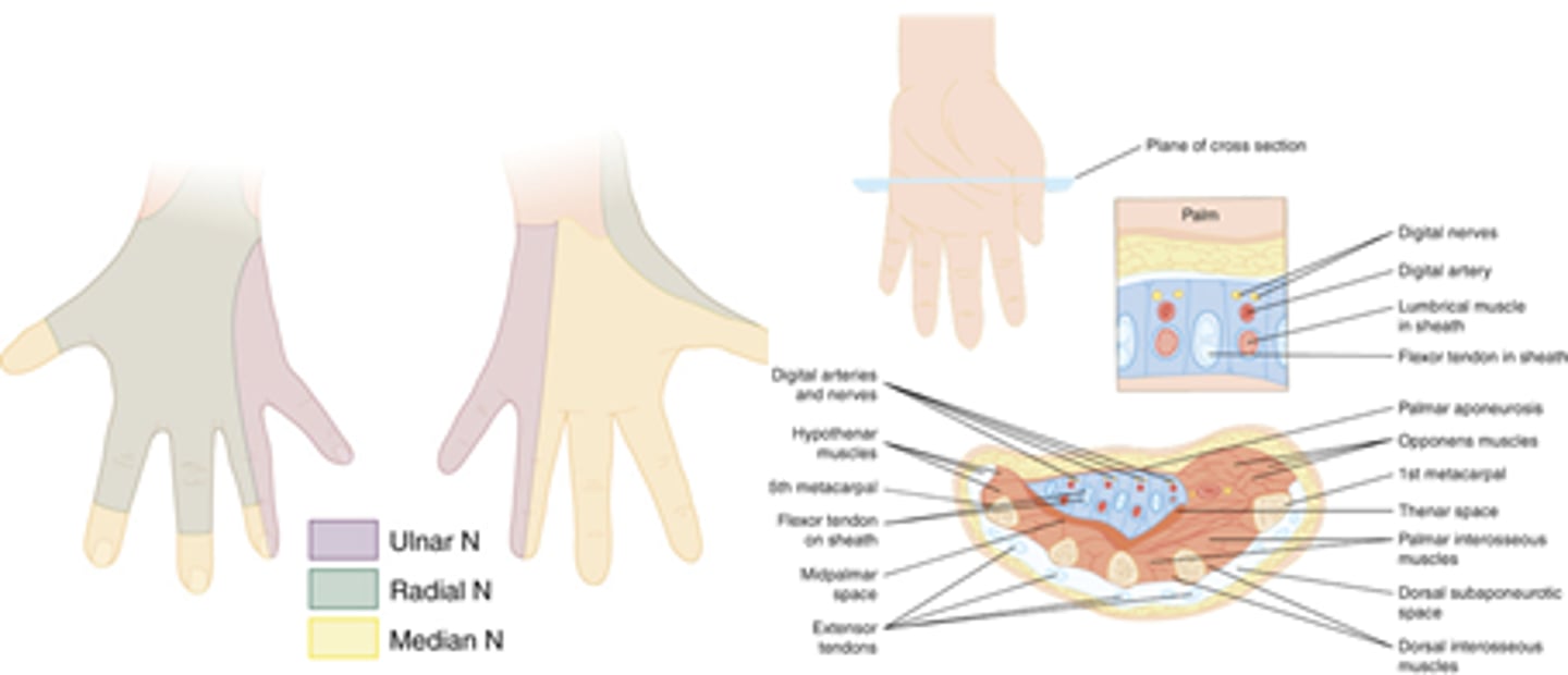 <p>Median n (palmar aspect of digits 1-3 and 1/2 of 4 and corresponding nails)</p><p>Ulnar n (palm/volar aspect of other half 4 and all 5)</p><p>Radial n (volar aspect, minus median distribution, of digits 1-3 + 1.2 4)</p>