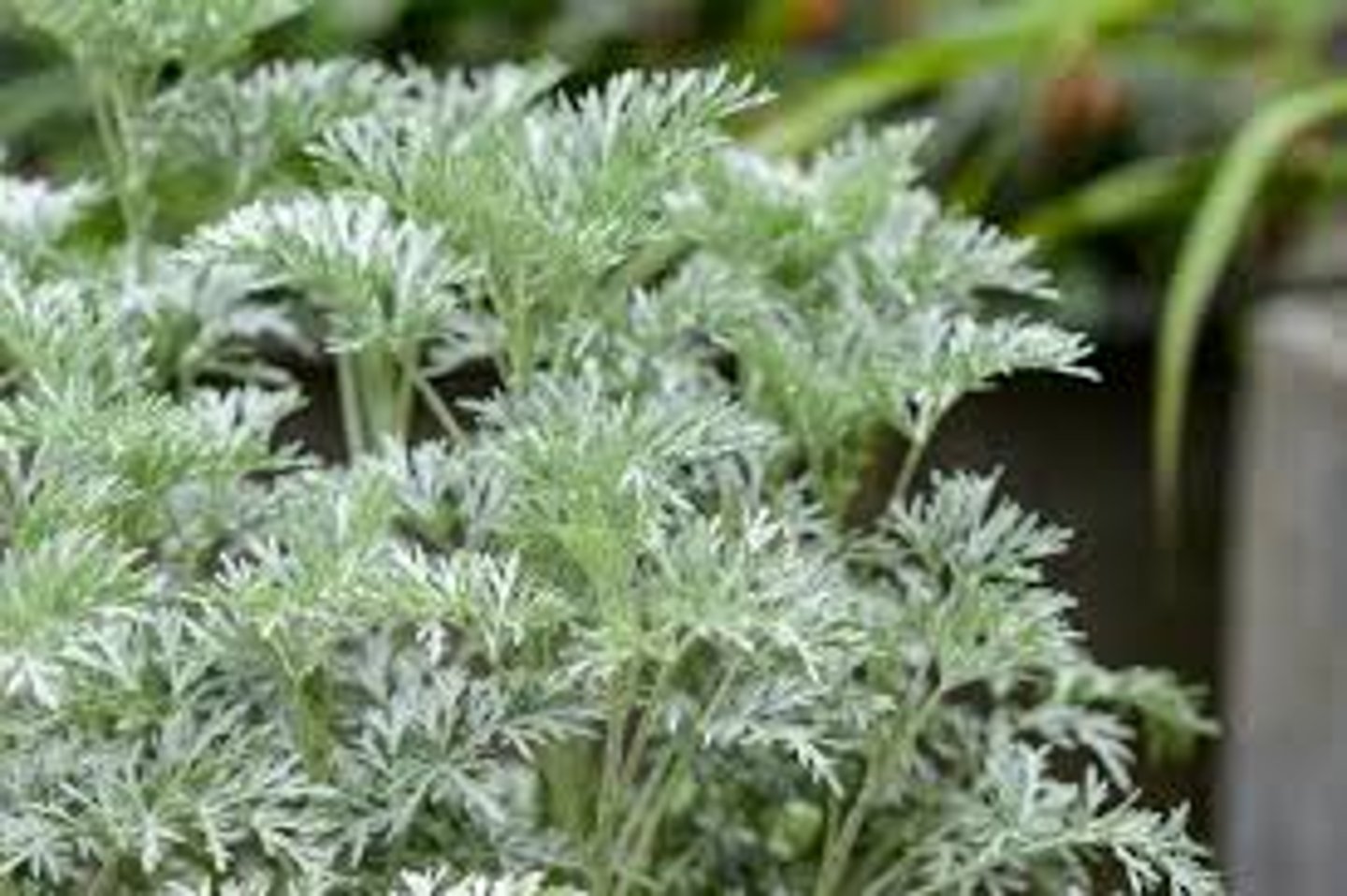 <p>rounded habit; silver pubescense; divided foliage</p><p>special notes: perennial border</p>