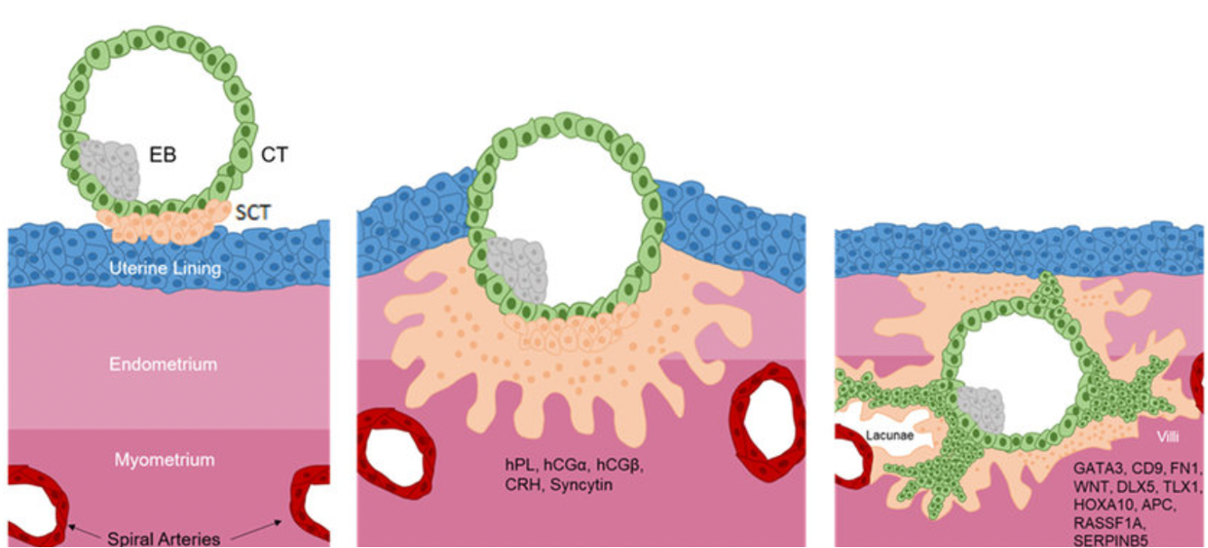 <ul><li><p>Embryo enters uterine lining: starts to embed </p></li><li><p>As it embeds there is disruption that can cause implantation spotting </p></li></ul><p></p>