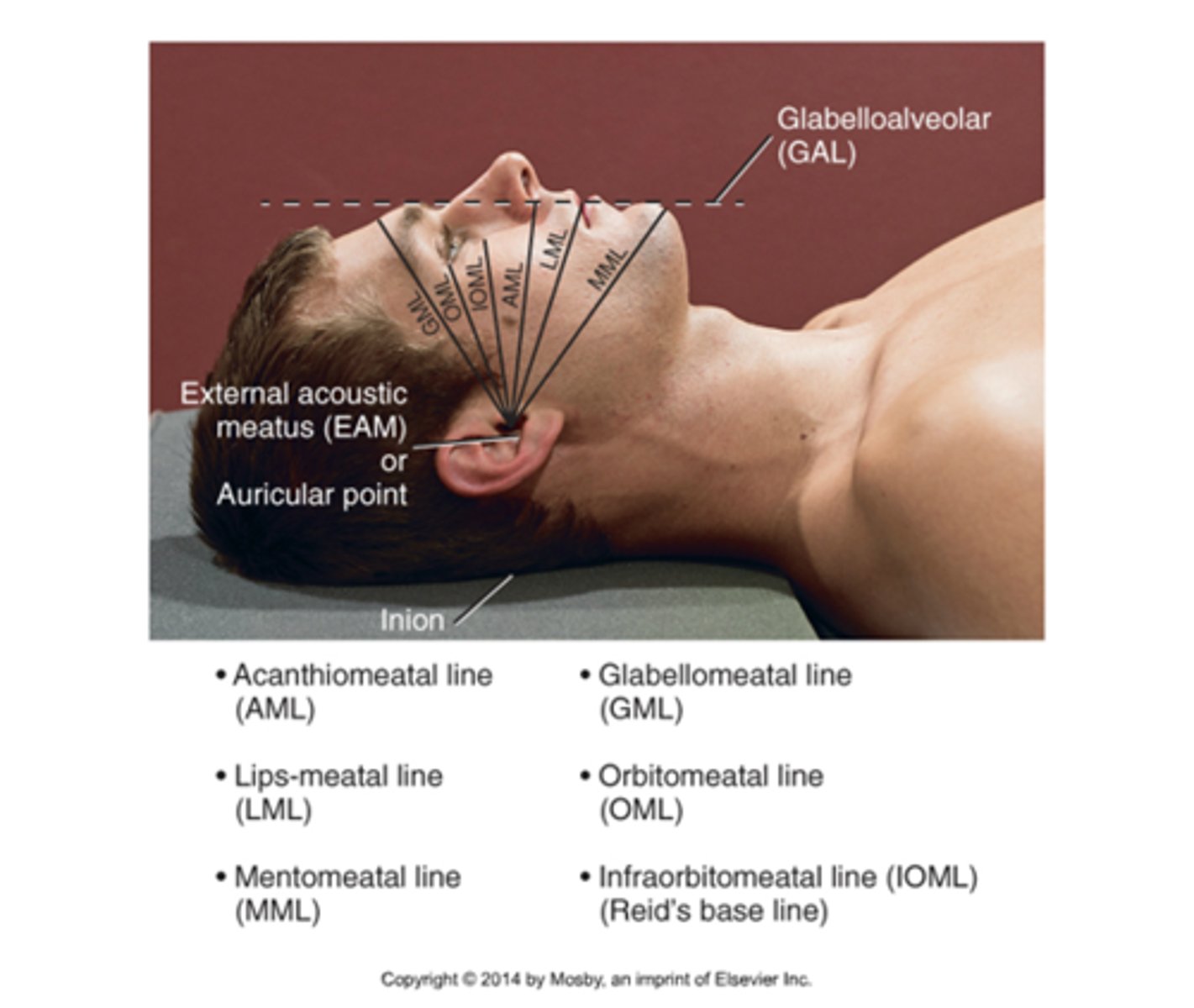 <p>Auricular point</p>